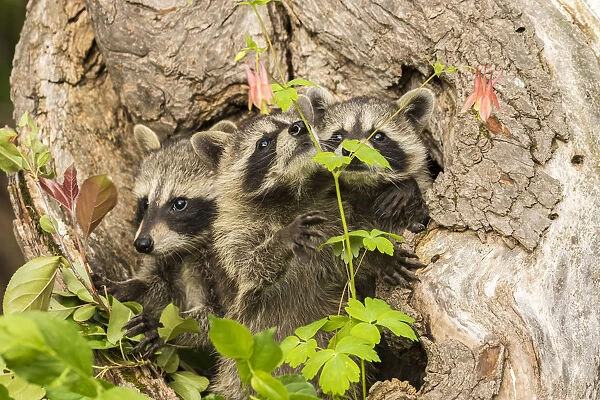 USA, Minnesota, Pine County. Captive raccoon babies
