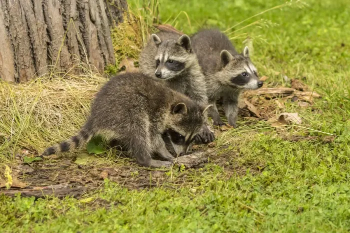 Framed Print : USA, Minnesota, Pine County. Captive raccoon babies Framed Print : USA, Minnesota, Pine County. Captive raccoon babies