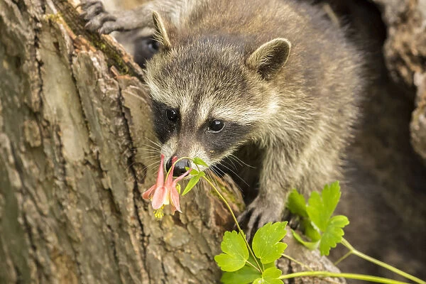 USA, Minnesota, Pine County. Captive raccoon baby close-up