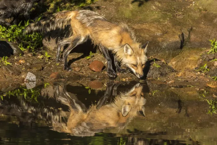 Framed Print : USA, Minnesota, Pine County. Captive red fox drinking Framed Print : USA, Minnesota, Pine County. Captive red fox drinking