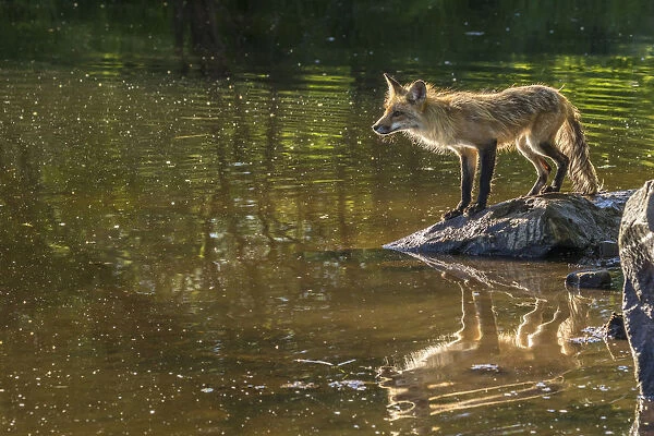 USA, Minnesota, Pine County. Captive red fox on rock