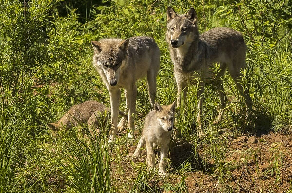 USA, Minnesota, Pine County. Gray wolf family