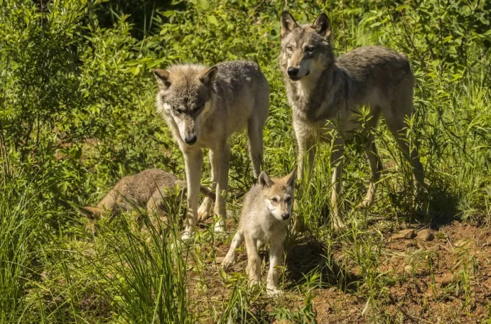 Framed Print : USA, Minnesota, Pine County. Gray wolf family