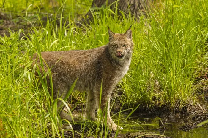 Framed Print : USA, Minnesota, Pine County. Lynx close-up. Credit as: Cathy & Gordon Illg / Jaynes Framed Print : USA, Minnesota, Pine County. Lynx close-up. Credit as: Cathy & Gordon Illg / Jaynes
