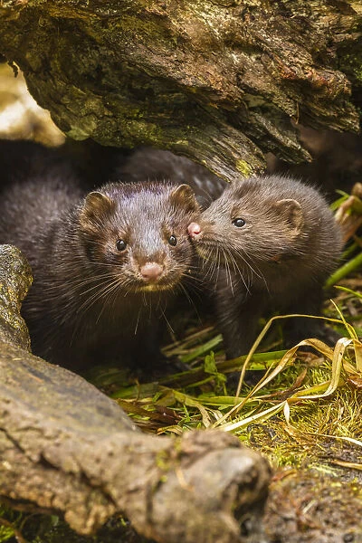 USA, Minnesota, Pine County. Mink mother and pup in log