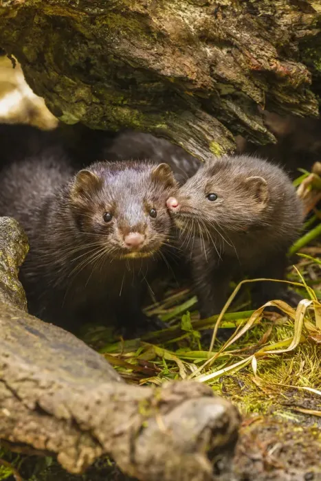 Framed Print : USA, Minnesota, Pine County. Mink mother and pup in log