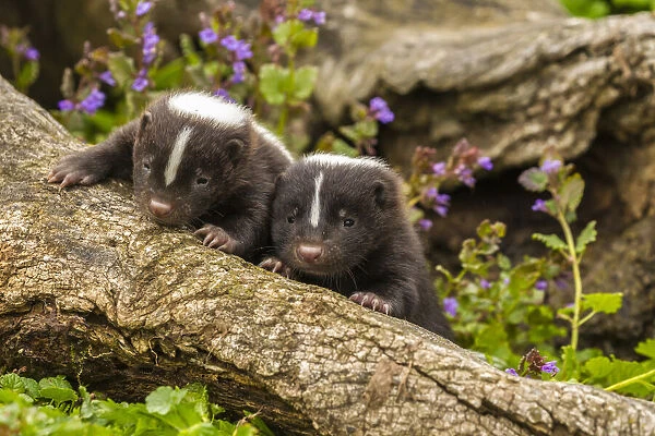 USA, Minnesota, Pine County. Striped skunk kits on log. Credit as