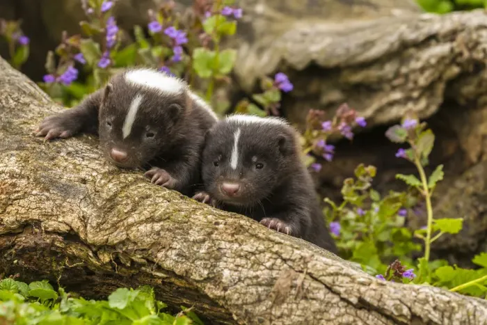 Framed Print : USA, Minnesota, Pine County. Striped skunk kits on log. Credit as