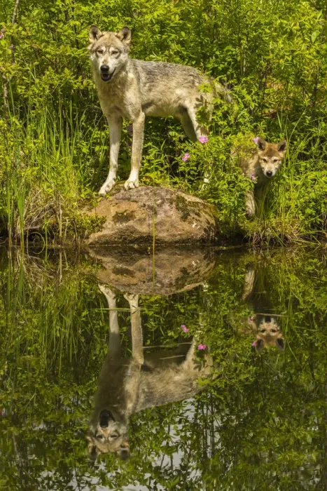 Framed Print : USA, Minnesota, Pine County. Wolf and pup reflect in pond Framed Print : USA, Minnesota, Pine County. Wolf and pup reflect in pond
