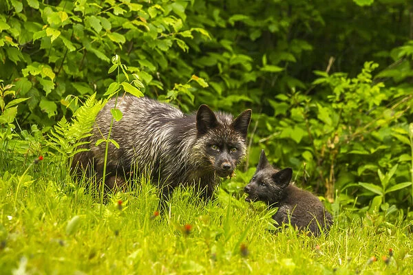 USA, Minnesota, red fox, adult and pup, captive, black morph