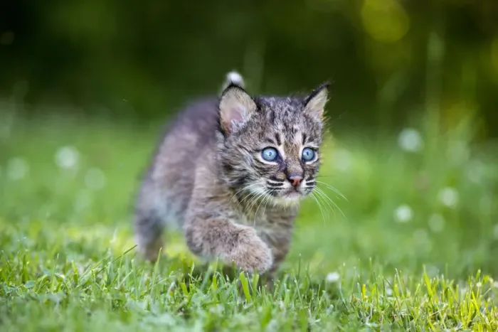 Framed Print : USA, Minnesota, Sandstone, Baby Bobcat (Kitten)