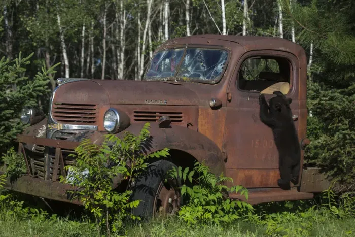 Framed Print : USA, Minnesota, Sandstone, Bear Cub and Old Truck Framed Print : USA, Minnesota, Sandstone, Bear Cub and Old Truck