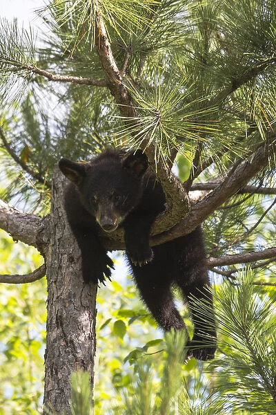 USA, Minnesota, Sandstone, Black Bear Cub Stuck in a Tree