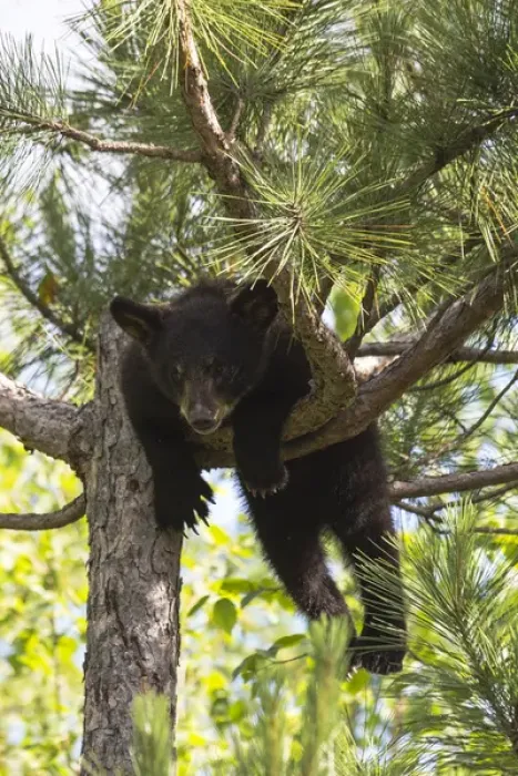 Framed Print : USA, Minnesota, Sandstone, Black Bear Cub Stuck in a Tree Framed Print : USA, Minnesota, Sandstone, Black Bear Cub Stuck in a Tree
