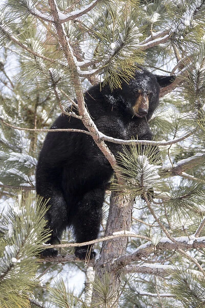 USA, Minnesota, Sandstone, Black Bear in Pine Tree