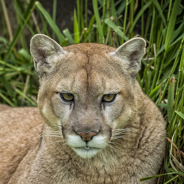 USA, Minnesota, Sandstone, Minnesota Wildlife Connection. Close-up of cougar in the grass
