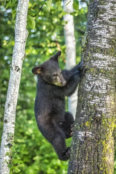 Framed Print : USA, Minnesota, Sandstone, Minnesota Wildlife Connection. Black bear cub climbing a tree Framed Print : USA, Minnesota, Sandstone, Minnesota Wildlife Connection. Black bear cub climbing a tree