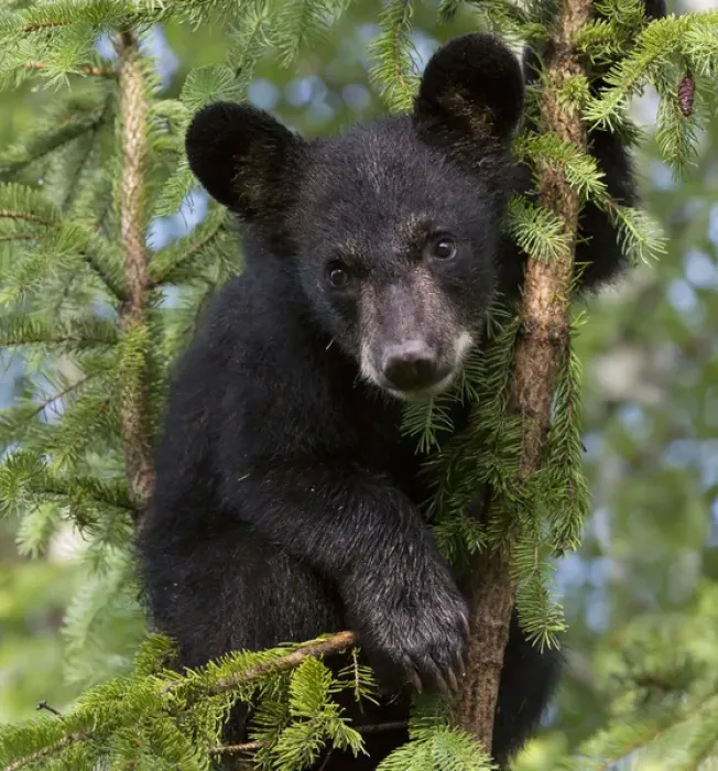 Framed Print : USA, Minnesota, Sandstone, Minnesota Wildlife Connection. Black bear cub in a tree