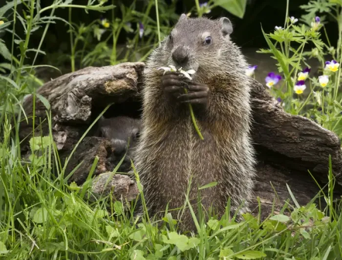 Framed Print : USA, Minnesota, Sandstone, Minnesota Wildlife Connection. Groundhog feeding on a flower Framed Print : USA, Minnesota, Sandstone, Minnesota Wildlife Connection. Groundhog feeding on a flower