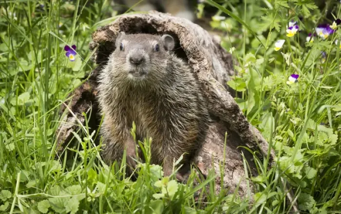 Framed Print : USA, Minnesota, Sandstone, Minnesota Wildlife Connection. Groundhog in a hollow log