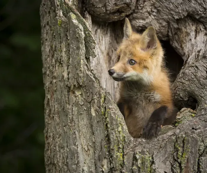 Framed Print : USA, Minnesota, Sandstone, Minnesota Wildlife Connection. Red Fox in a hollow tree