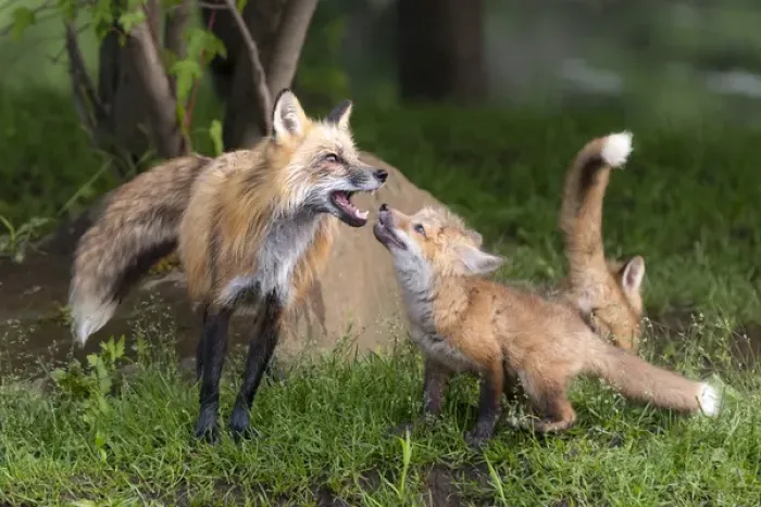 Framed Print : USA, Minnesota, Sandstone, Minnesota Wildlife Connection. Red fox and pup interacting Framed Print : USA, Minnesota, Sandstone, Minnesota Wildlife Connection. Red fox and pup interacting