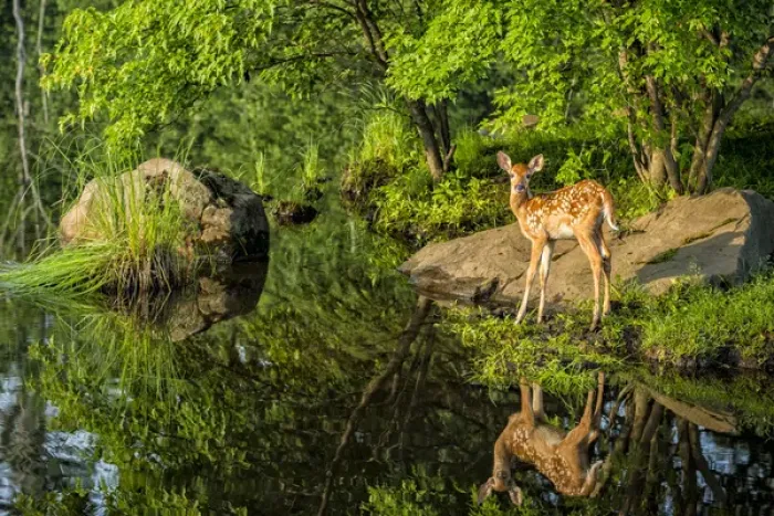 Framed Print : USA, Minnesota, Sandstone, Minnesota Wildlife Connection. White-tailed deer fawn
