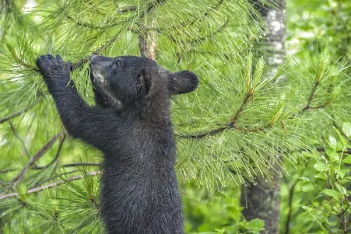 Framed Print : USA, Minnesota, Sandstone, Minnesota Wildlife Connection. Black bear cub in a pine tree