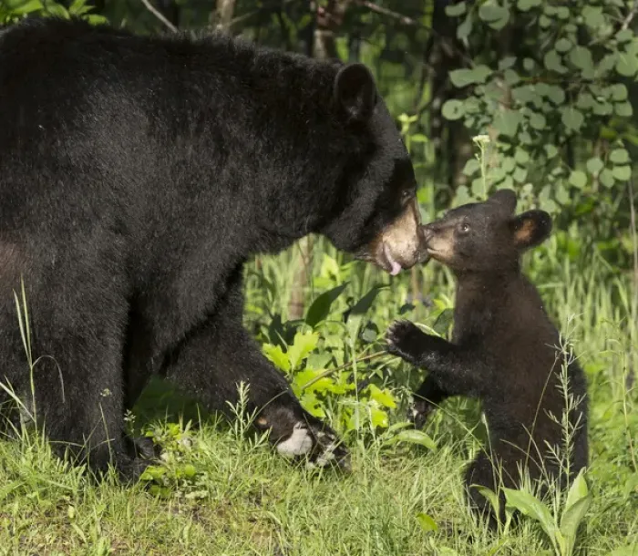 Framed Print : USA, Minnesota, Sandstone, Minnesota Wildlife Connection. Black bear mother and cub