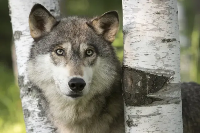Framed Print : USA, Minnesota, Sandstone, Minnesota Wildlife Connection. Close-up of gray wolf between birch trees Framed Print : USA, Minnesota, Sandstone, Minnesota Wildlife Connection. Close-up of gray wolf between birch trees