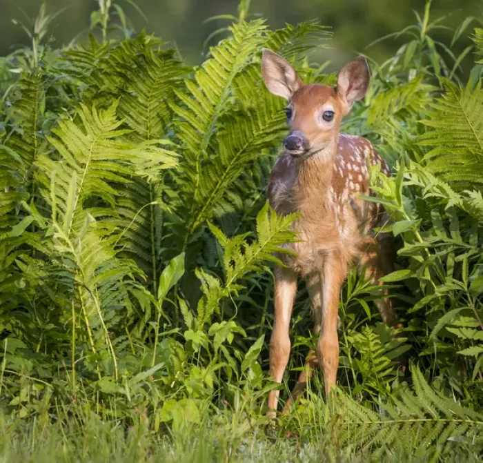 Framed Print : USA, Minnesota, Sandstone, Minnesota Wildlife Connection. White-tailed deer fawn standing in ferns Framed Print : USA, Minnesota, Sandstone, Minnesota Wildlife Connection. White-tailed deer fawn standing in ferns