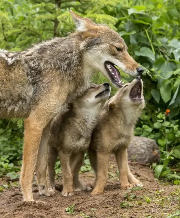 Framed Print : USA, Minnesota, Sandstone, Minnesota Wildlife Connection. Coyote mother and pups begin howling