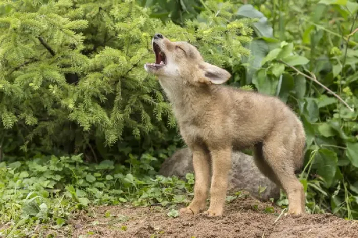 Framed Print : USA, Minnesota, Sandstone, Minnesota Wildlife Connection. Howling coyote pup. Credit as