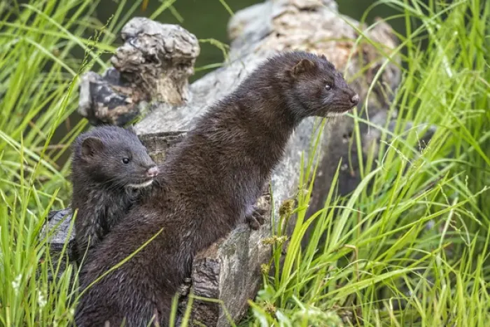Framed Print : USA, Minnesota, Sandstone, Minnesota Wildlife Connection. Two mink kits on log Framed Print : USA, Minnesota, Sandstone, Minnesota Wildlife Connection. Two mink kits on log
