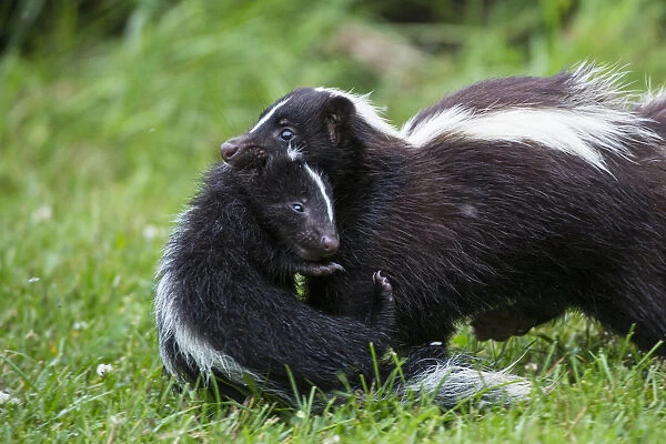 USA, Minnesota, Sandstone, Mother Skunk Carrying the Little One