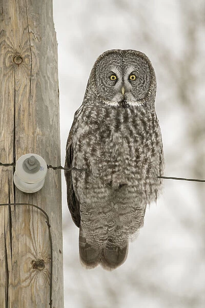USA, Minnesota, Sax-Zim Bog. Great gray owl on power line