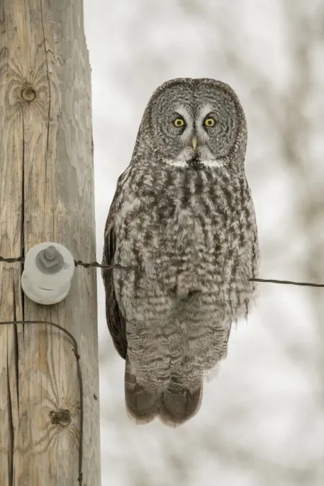 Framed Print : USA, Minnesota, Sax-Zim Bog. Great gray owl on power line Framed Print : USA, Minnesota, Sax-Zim Bog. Great gray owl on power line