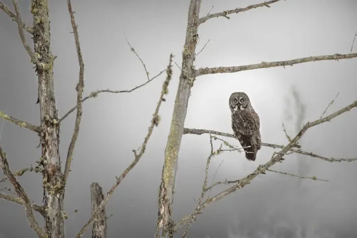 Framed Print : USA, Minnesota, Sax-Zim Bog. Great gray owl on tree branch on foggy winter morning