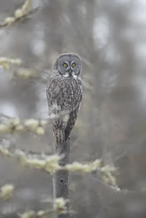 Framed Print : USA, Minnesota, Sax-Zim Bog. Great gray owl on tree branch on foggy winter morning Framed Print : USA, Minnesota, Sax-Zim Bog. Great gray owl on tree branch on foggy winter morning