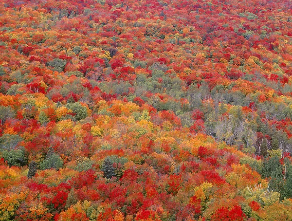 USA, Minnesota, Superior National Forest, Spectacular autumn colors of northern hardwood