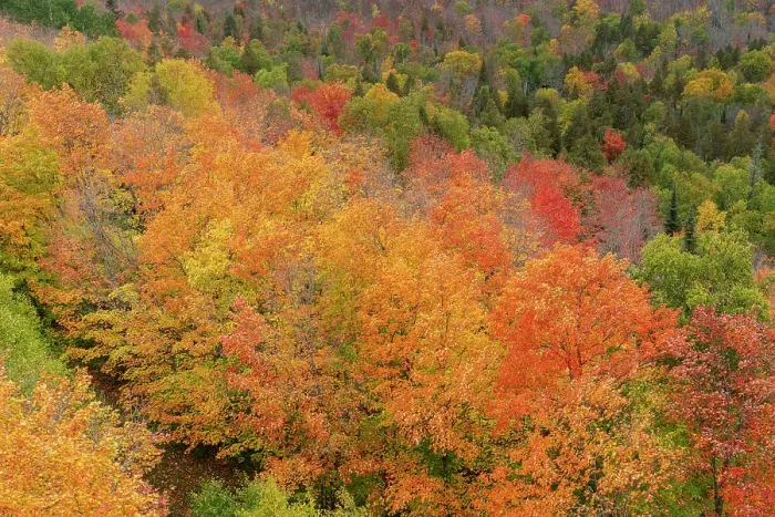 Framed Print : USA, Minnesota, Superior National Forest. Autumn forest colors. ©Don Grall / Jaynes Gallery / DanitaDelimont.com Framed Print : USA, Minnesota, Superior National Forest. Autumn forest colors. ©Don Grall / Jaynes Gallery / DanitaDelimont.com