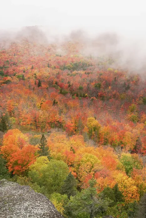 Framed Print : USA, Minnesota, Superior National Forest. Autumn forest colors and fog. ©Don Grall  /  Jaynes Gallery  /  DanitaDelimont.com