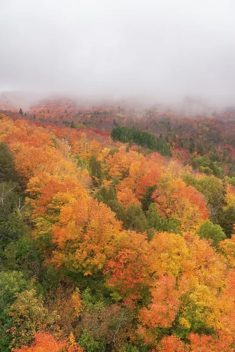 Framed Print : USA, Minnesota, Superior National Forest. Autumn forest colors and fog. ©Don Grall / Jaynes Gallery / DanitaDelimont.com Framed Print : USA, Minnesota, Superior National Forest. Autumn forest colors and fog. ©Don Grall / Jaynes Gallery / DanitaDelimont.com