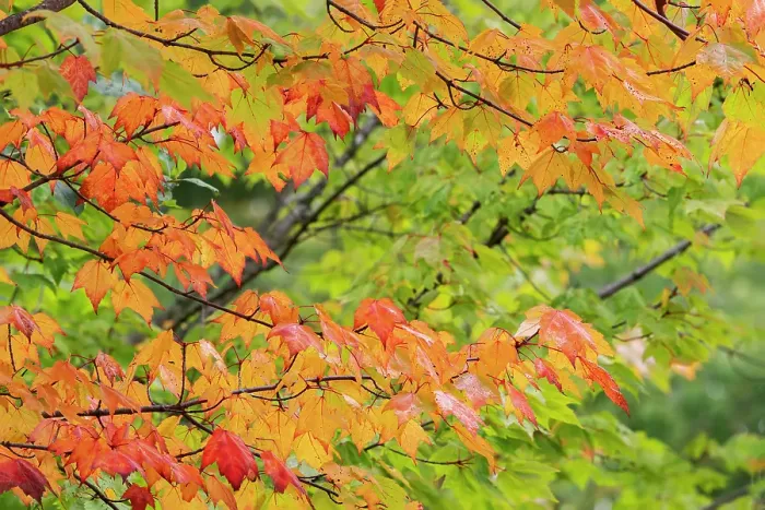Framed Print : USA, Minnesota, Superior National Forest. Autumn colors in maple tree. ©Don Grall / Jaynes Gallery / DanitaDelimont.com Framed Print : USA, Minnesota, Superior National Forest. Autumn colors in maple tree. ©Don Grall / Jaynes Gallery / DanitaDelimont.com