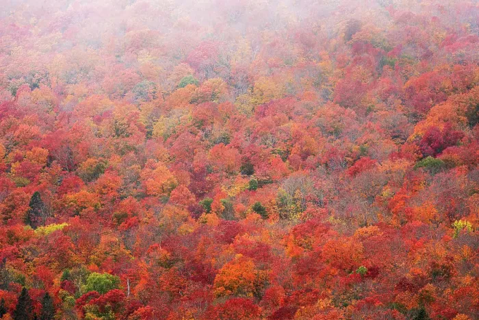 Framed Print : USA, Minnesota, Superior National Forest. Autumn forest colors and fog. ©Don Grall / Jaynes Gallery / DanitaDelimont.com Framed Print : USA, Minnesota, Superior National Forest. Autumn forest colors and fog. ©Don Grall / Jaynes Gallery / DanitaDelimont.com
