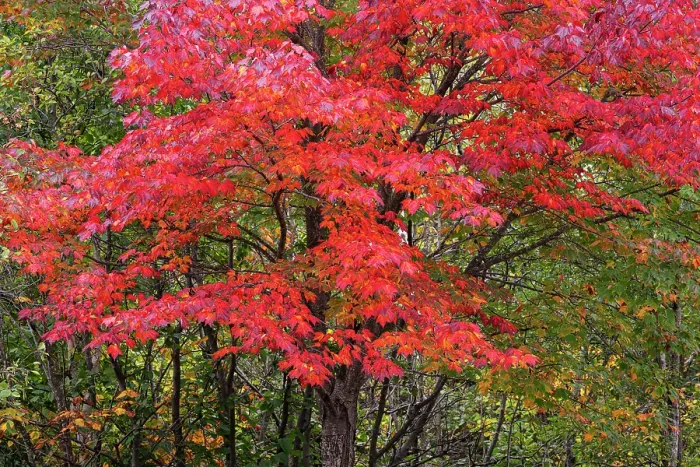 Framed Print : USA, Minnesota, Superior National Forest. Autumn colors in maple tree. ©Don Grall / Jaynes Gallery / DanitaDelimont.com Framed Print : USA, Minnesota, Superior National Forest. Autumn colors in maple tree. ©Don Grall / Jaynes Gallery / DanitaDelimont.com