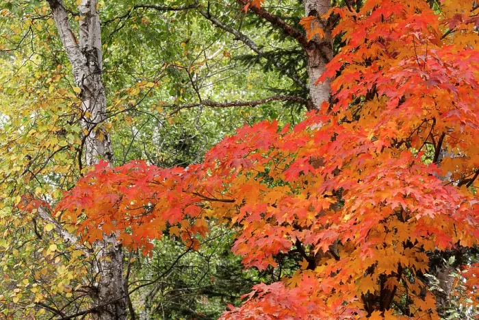Framed Print : USA, Minnesota, Superior National Forest. Autumn colors in maple tree. ©Don Grall / Jaynes Gallery / DanitaDelimont.com Framed Print : USA, Minnesota, Superior National Forest. Autumn colors in maple tree. ©Don Grall / Jaynes Gallery / DanitaDelimont.com