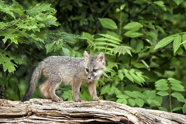 USA, Minnesota Wildlife Connection, Sandborn, Minnesota. A grey fox kit stands on a fallen tree