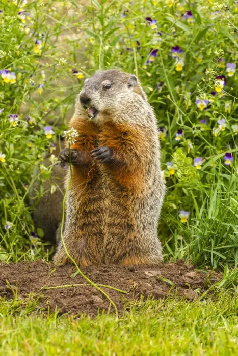 Framed Print : USA, Minnesota, woodchuck eating, captive