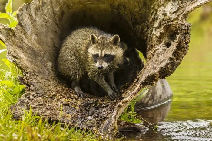 Framed Print : USA, Minnesota, young raccoon in log, captive